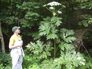 Uploaded Image: /uploads/Invasives Blog/GiantHogweed2_small.jpg